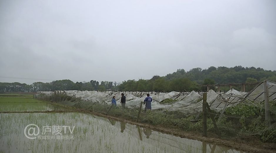 伞陂镇天气预报更新通知